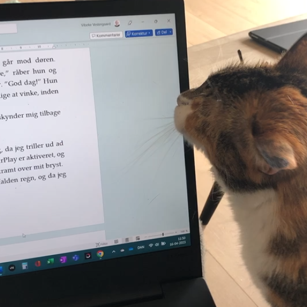 Forfatterkatten Chilli