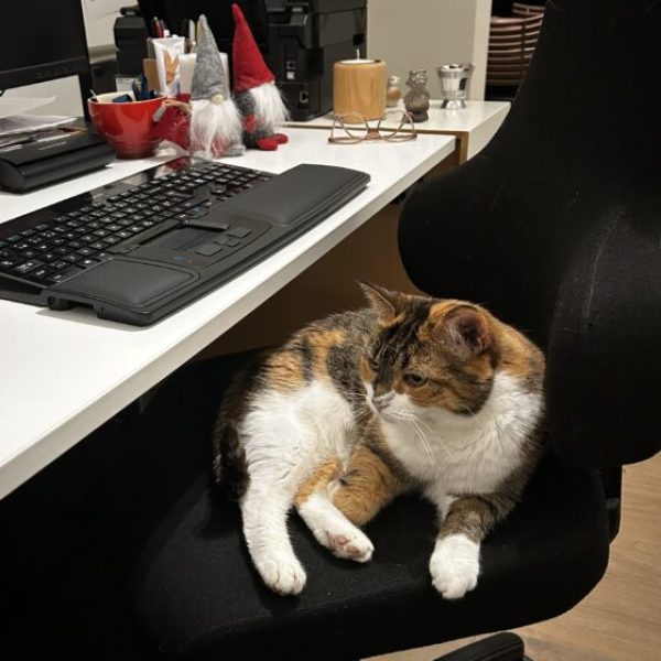 Kontorstolstyven Chilli